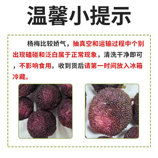 京鲜生 福建硬丝杨梅 净重4斤装 单果10g起 生鲜水果 源头直发 福建硬丝杨梅净重4斤装单果10g起