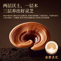 芝正元 破壁灵芝孢子粉胶囊礼盒三萜16%进阶款 自用补品端午节