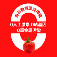 一颗大樱桃小番茄水果西红柿自然成熟盒装基地直发418g *2 红散粒 836g