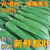 欧贤禾新鲜现摘粽子叶芦苇叶包粽子用粽叶白洋淀大粽叶粽子叶皮 60+60片+绳