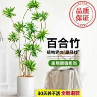 爱你一万年百合竹客厅大盆栽真花绿植老桩造型轻奢好养室内四季常青大型植物 百合竹80-100cm【原盆】+托盘