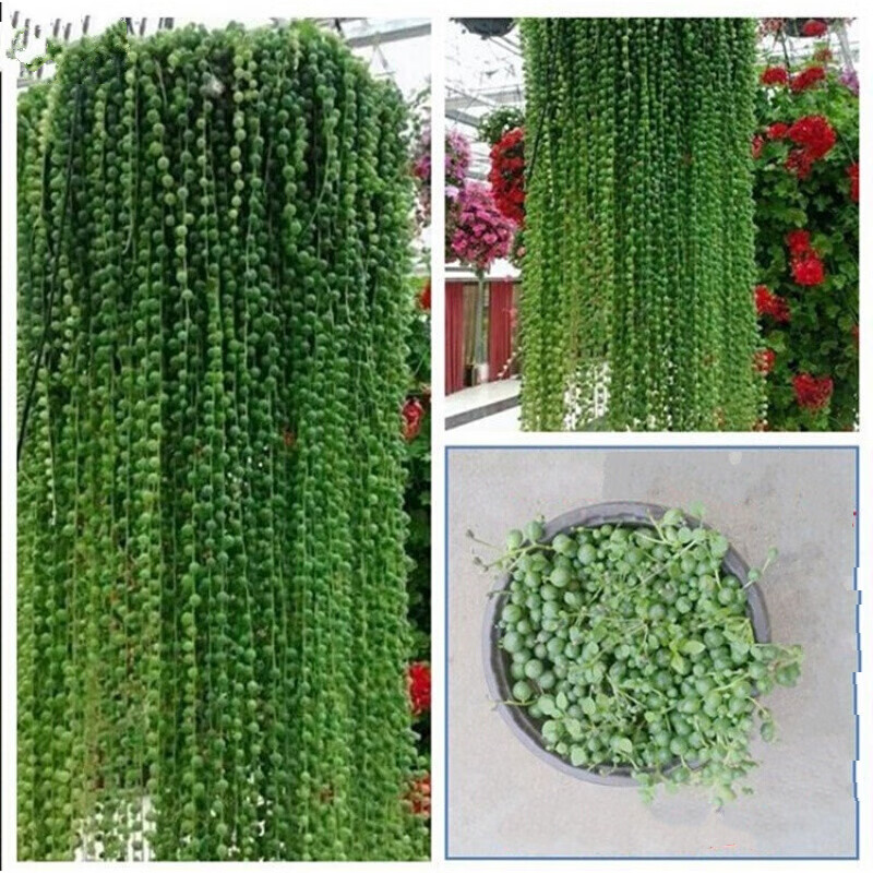 阳台垂吊花卉绿植珍珠吊兰盆栽花苗情多肉植物带盆 佛珠圆珠2盆. 含盆（简易盆）