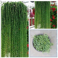 阳台垂吊花卉绿植珍珠吊兰盆栽花苗情多肉植物带盆 佛珠圆珠2盆. 含盆（简易盆）