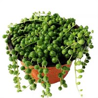 花语笙默佛珠吊兰盆栽垂吊珍珠吊室内情人泪多肉植物客厅紫玄月爱之蔓 情人泪