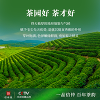 信仲号茶叶嫩芽一级毛尖绿茶自己喝送礼 2025新茶一级毛尖