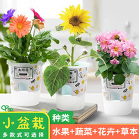 生态E园 ecoeY diy植物观察盆栽套装 牵牛花
