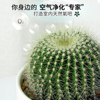 金冠仙人球仙人掌高端盆栽办公室内阳台懒人好养花卉绿植多肉植物