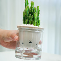 水培仙人掌盆栽万重山室内仙人球多肉办公室桌面好养防辐射绿植物 含盆