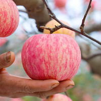 佟创山东烟台红富士苹果 水果新鲜当季生鲜 脆甜多汁山东特产脆甜整箱 红富士80-85mm 净重8.5斤
