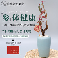 1 顺丰父亲节礼物送爸妈送长辈参体健康安第参人参盆栽绿植好养 参体健康浅碧色陶瓷盆+手提袋