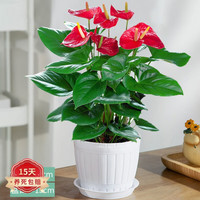 蝴蝶之舞 红掌 木桶盆 盆栽植物 室内花卉