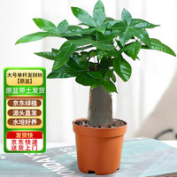 移动端、京东百亿补贴：京东绿植 发财树盆栽 水培桌面绿植摆件 单杆带盆