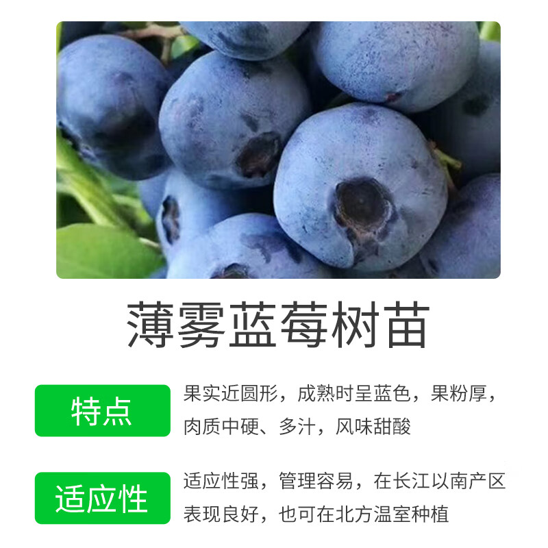 德沃多肥料蓝莓树苗 绿宝石蓝莓苗盆栽果树苗南北方盆栽地栽源头直发