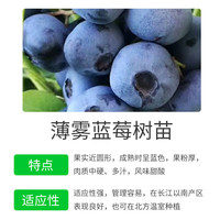 德沃多肥料蓝莓树苗 绿宝石蓝莓苗盆栽果树苗南北方盆栽地栽源头直发