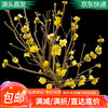 萌肉居 腊梅中小苗1颗 浓香型花卉 耐寒绿化植物