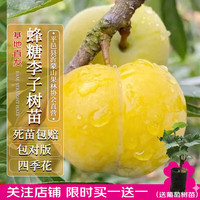 四万公里 40000KM 李子树蒙阳丰李蜂糖李子树苗嫁接苗果树苗木粗1-2cm源头直发