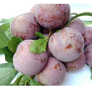 京鲜生  三华李净重1.5kg 单果18g起 生鲜水果