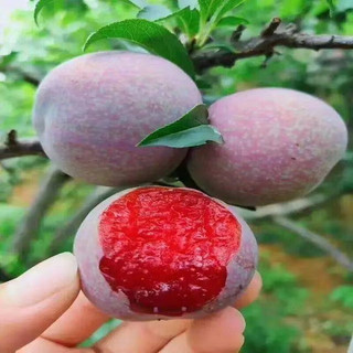 京鲜生  三华李净重1.5kg 单果18g起 生鲜水果