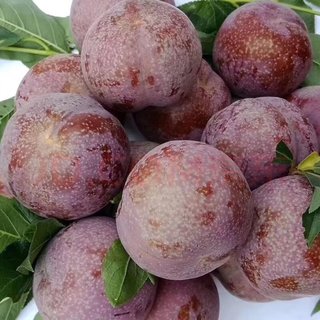 京鲜生  三华李净重1.5kg 单果18g起 生鲜水果