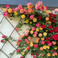 景郁春 JIRYUCUR 景郁春 蔷薇花苗 藤本月季庭院爬藤植物 1-1.3米大苗 藤彩虹