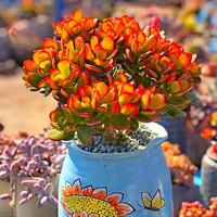 菜友 姬红花月 多肉植物 3-5头小群 不含盆