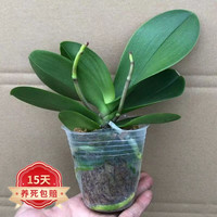 花友 蝴蝶兰花苗盆栽室内观花植物阳台花苗兰花盆栽绿植花卉 蝴蝶兰带花剑（色随机）+塑料杯