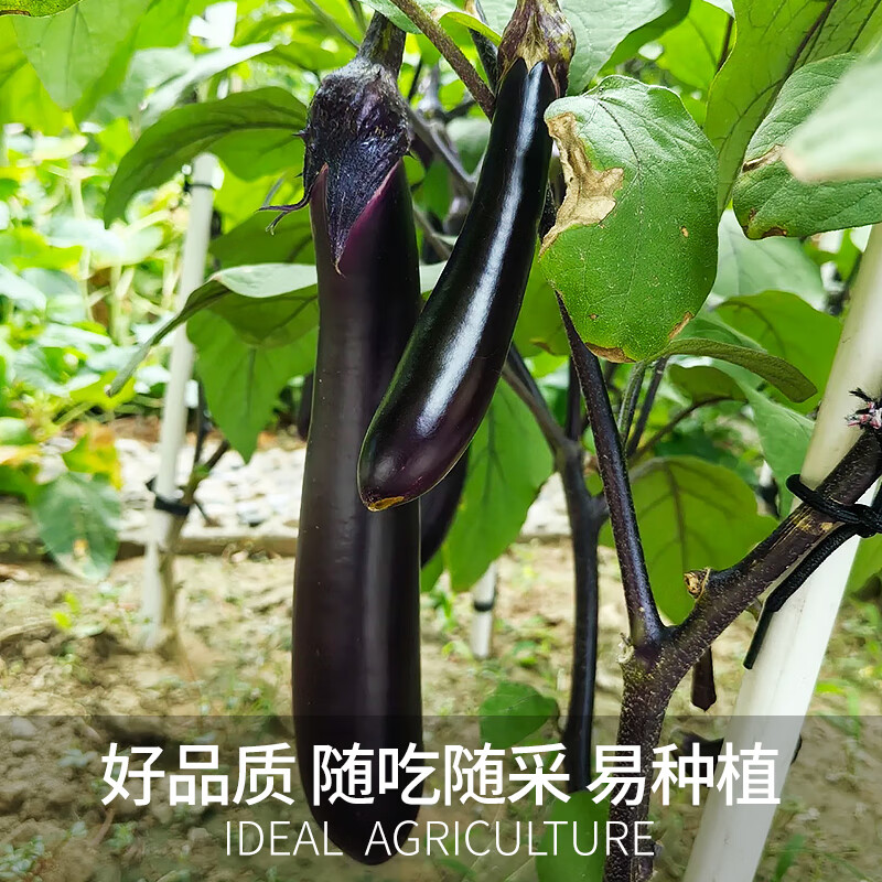 贝意品茄子种子黑又亮长茄黑色长大肉厚细腻春季蔬菜种孑田园菜籽种大全