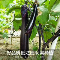 贝意品茄子种子黑又亮长茄黑色长大肉厚细腻春季蔬菜种孑田园菜籽种大全