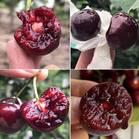 JDQC四川汉源车厘子 套袋黑珍珠国产汶川车厘子大樱桃当季新鲜 店 2500克大果 JJJ 30-32mm