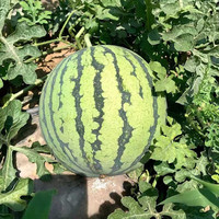 鑫果滋 麒麟西瓜 8424西瓜小西瓜薄皮新鲜水果冰糖甜瓜手撕瓜脆甜 顺丰丨1个装【7-8斤】
