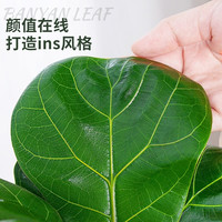 意轩琴叶榕绿植盆栽卧室内客厅阳台净化空气好养活大叶植物盆景 琴叶榕【爱与自然陶瓷盆】