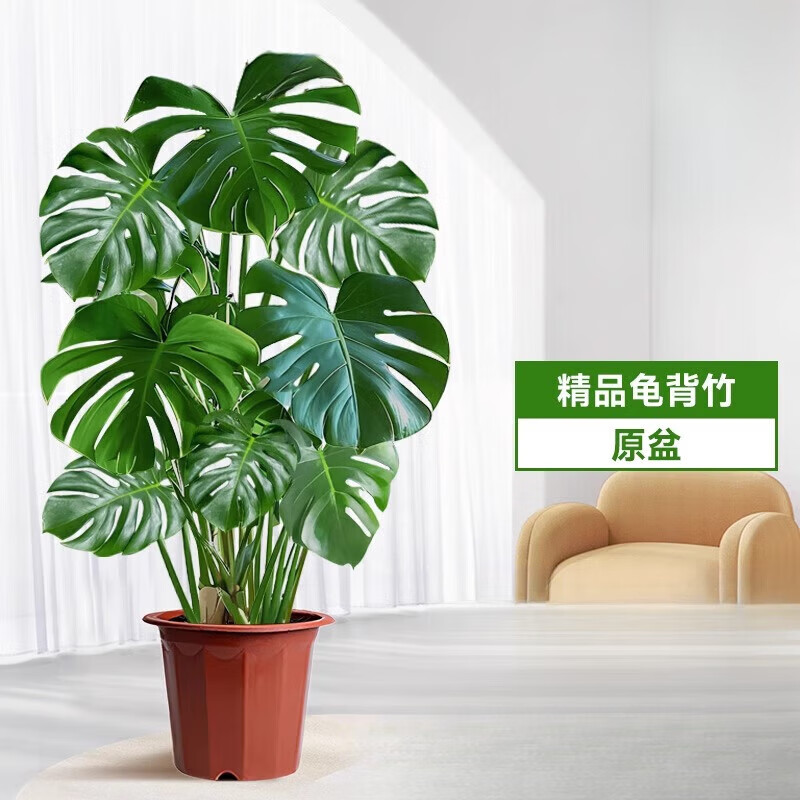 欧芽  龟背竹客厅大盆栽老桩植物办公室大型绿植室内盆景 精品龟背竹70-80cm(原盆栽好)