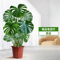 欧芽  龟背竹客厅大盆栽老桩植物办公室大型绿植室内盆景 精品龟背竹70-80cm(原盆栽好)