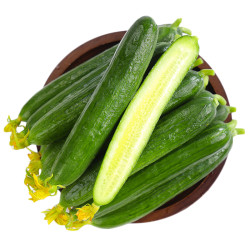 果仁伊 现摘水果小黄瓜新鲜黄瓜甜脆小青瓜荷兰蔬菜农家自种生吃1斤