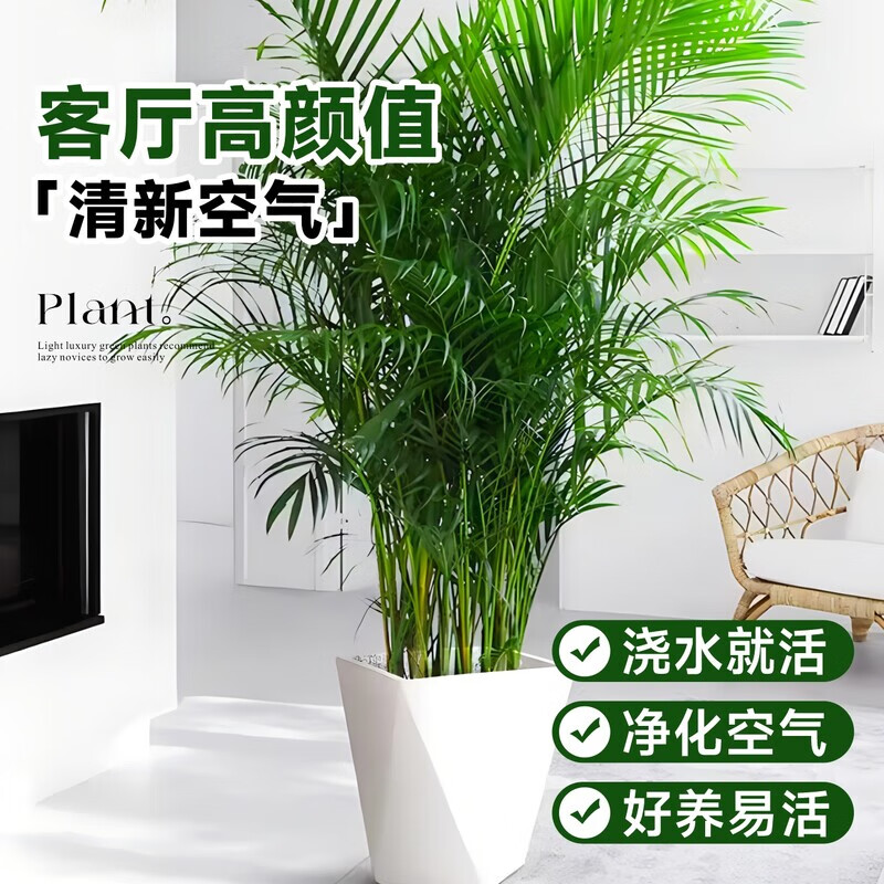 壹植散尾葵植物盆栽客厅大型绿植室内办公室好养凤尾竹盆景天堂鸟花卉 精品散尾葵高1-1.2米10棵左右