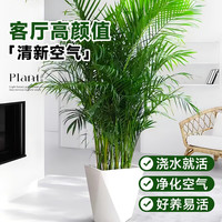 壹植散尾葵植物盆栽客厅大型绿植室内办公室好养凤尾竹盆景天堂鸟花卉 精品散尾葵高1-1.2米10棵左右