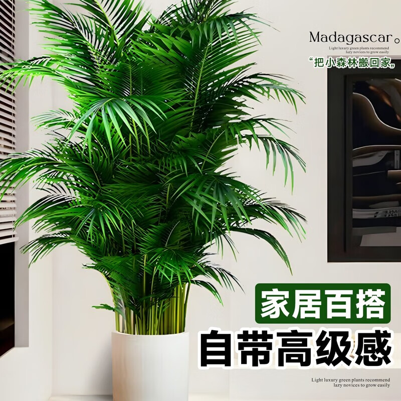 壹植散尾葵植物盆栽客厅大型绿植室内办公室好养凤尾竹盆景天堂鸟花卉 散尾葵高1.3-1.6m12棵+钻石树脂