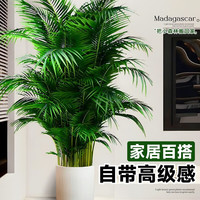 壹植散尾葵植物盆栽客厅大型绿植室内办公室好养凤尾竹盆景天堂鸟花卉 散尾葵高1.3-1.6m12棵+钻石树脂