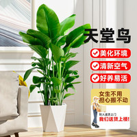 临雅天堂鸟盆栽室内客厅大型绿植大叶植物鹤望兰去甲醛新房源头直发