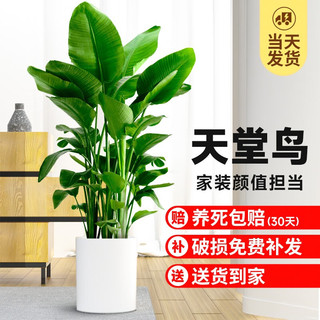 临雅天堂鸟盆栽室内客厅大型绿植大叶植物鹤望兰去甲醛新房源头直发