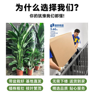 临雅天堂鸟盆栽室内客厅大型绿植大叶植物鹤望兰去甲醛新房源头直发