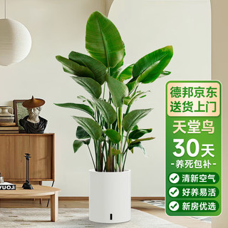 临雅天堂鸟盆栽室内客厅大型绿植大叶植物鹤望兰去甲醛新房源头直发