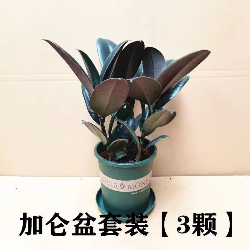 意轩橡皮树黑金刚盆栽植物室内吸甲醛客厅净化空气四季绿植花卉 橡皮树25-30高（发2颗