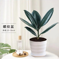 意轩橡皮树黑金刚盆栽植物室内吸甲醛客厅净化空气四季绿植花卉 橡皮树20-25高（1颗）