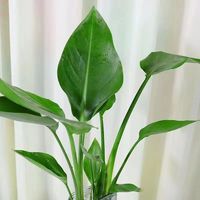 水培植物天堂鸟盆栽鹤望兰客厅绿植室内好养桌面耐阴四季水养花卉