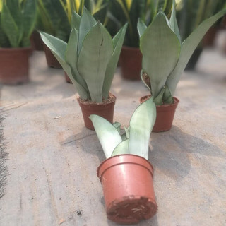御春阁大虎皮兰苗室内客厅办公室虎尾兰花卉绿植盆栽公司阳台四季种植 白玉虎皮兰一盆3棵10-20cm