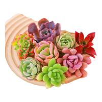 懋扬多肉植物室内小盆栽精品玉树高端多肉大颗株好养花卉绿植阳台客厅 12颗多肉不重复+营养土