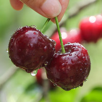 京自鲜生大连美早樱桃车厘子【JD/空运-多地次日达】大樱桃水果礼盒装 1000g(净重) 礼盒装 巨无霸JJJ级 30-32mm