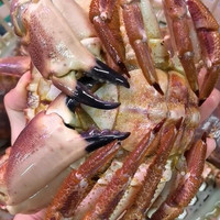 熟冻面包蟹 黄金蟹母蟹膏蟹  黄道蟹 海鲜蟹类 鲜活面包蟹500-600g*2只