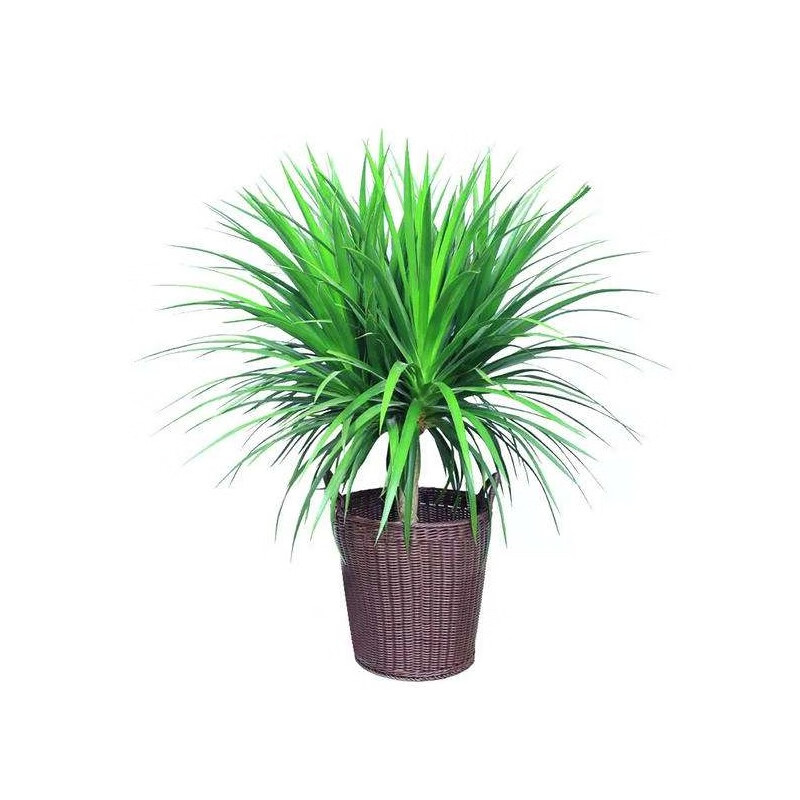 中梦 龙须树 多头龙血树 龙铁树室内客厅盆栽花卉植物办公室盆景 龙须树一盆三颗50-60厘米高度 不含盆